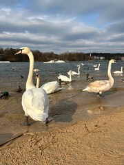 swans, swans near water, swan against the background of water and forest
