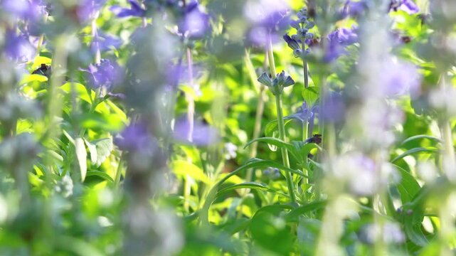 Lavender Blossoms in Sunlit Park