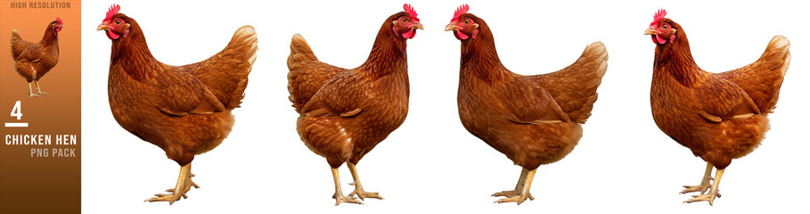 Fototapeta premium Set of Four Brown Hen Portraits isolated on white or transparent png background