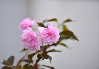 close up of pink cherry blossom