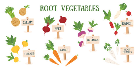 Set of root vegetables isolated on white background. Gardening, farming and spring concept. Vector hand drawn cliparts. 