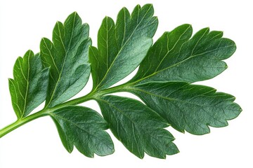 Fresh green parsley leaf close-up showing detailed texture and vibrant color