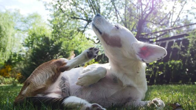 A dog enjoys a relaxing moment in a green garden under the bright sunlight, scratching itself comfortably.