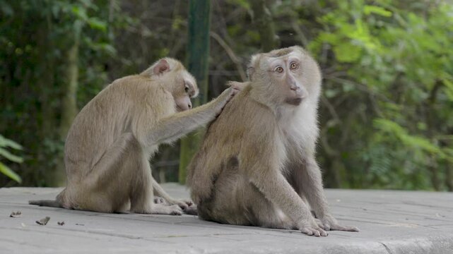Slow motion shot of a monkey cleaning another's back from insects and bugs