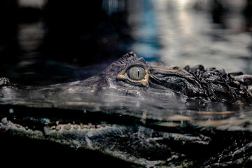 Crocodiles and Close-Up Eyes in the Zoo