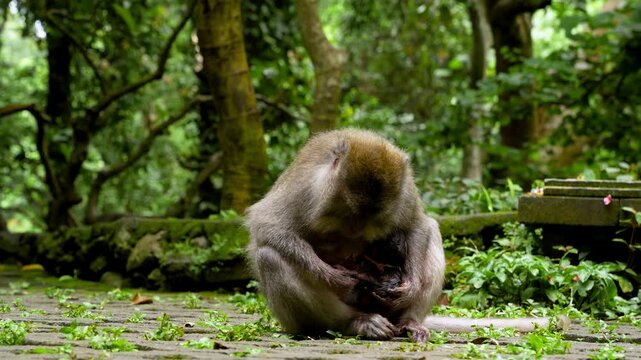 Long-tailed macaque mother cares for her newborn baby moments after birth