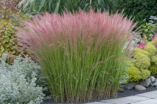 Panicum Virgatum 'Shenandoah' Grass in Late Summer Garden. Green and Red Leaf Clumps on Texture Background