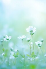 Delicate wildflowers blooming in soft focus, springtime landscape, natures beauty, Earth Day celebration, fresh beginnings, tranquility in nature, light pastel colors.