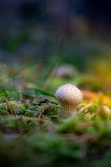 White mushroom nestled in forest moss.