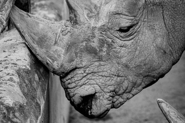 rinoceronte © Logan