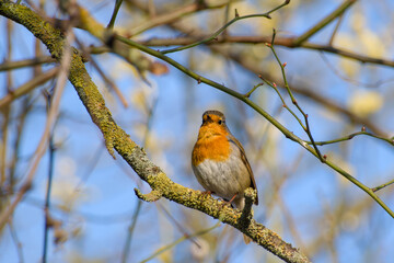 robin perching on a twig and singing on a sunny spring day close-up