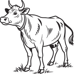 Fototapeta premium Black and white vector illustration of a standing cow with detailed line art in a vintage farm animal style.