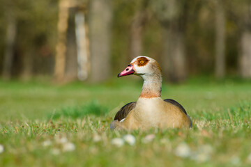 Egyptian goose is relaxing on the green grass on the blurred background