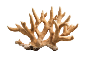 Obraz premium Large brown coral with many branches and a white background, isolated