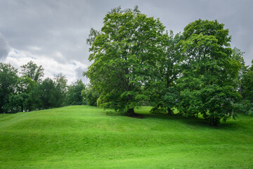 Beautiful trees in the park on a green hill.