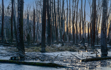 forest in winter