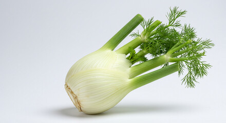 Fresh Fennel Bulb Isolated on White Background Ready for Cooking