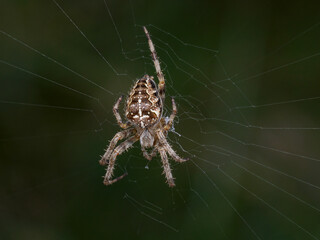 European Garden Spider
