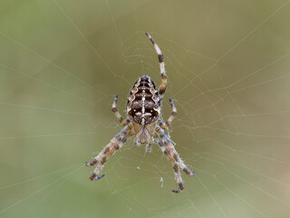 European Garden Spider