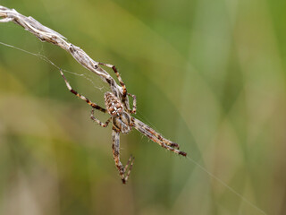 Garden Spider