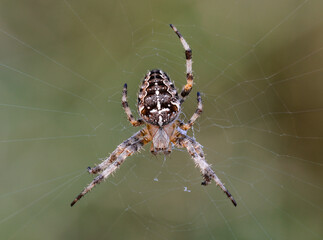European Garden Spider, Araneus diadematus