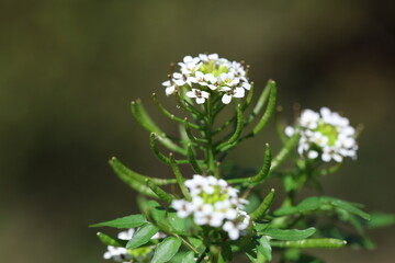 flowers of Watercress or yellowcress (Nasturtium officinale) which  is a species of aquatic...