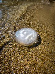 A translucent jellyfish rests on wet sand as ocean waves gently lap the shore. the sunlight enhances the jellyfish's clear, gelatinous body, creating a striking contrast against the gritty texture of