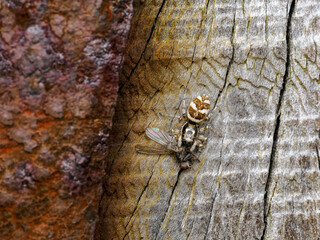 Zebra jumping spider with prey