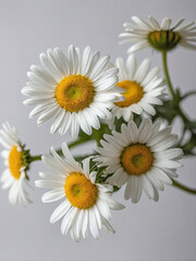 Daisy flowers, isolated against a pure white background.