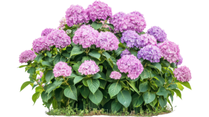 Hydrangea bush on garden isolated