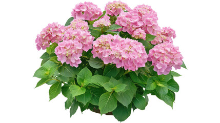 Fototapeta premium Hydrangea bush on garden isolated
