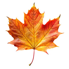 autumn maple leaf