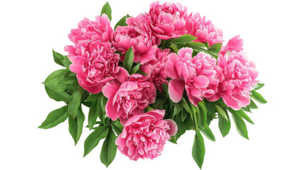 peonies bush on garden isolated on white background,