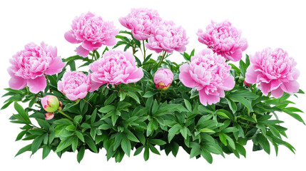 Fototapeta premium peonies bush on garden isolated on white background,