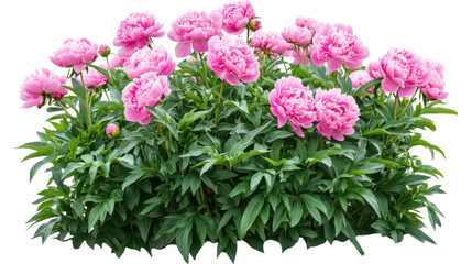 peonies bush on garden isolated on white background,