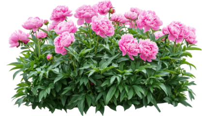 peonies bush on garden isolated on white background,