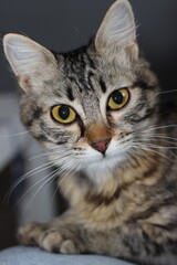 Photo de chat d'appartement, portrait.