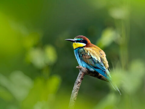 A colorful bee eater bird perched on a branch