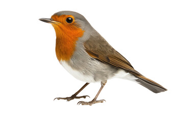 Robin bird perched, transparent background, isolated, wildlife image
