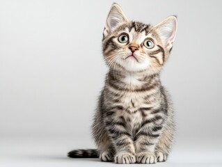 Striped tabby kitten looking up