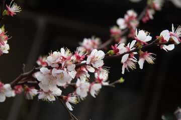 Blooming apricot tree branch in early spring
