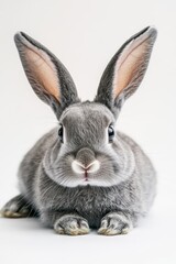 Obraz premium Gray rabbit with big ears, adorable pet, Easter celebration, spring vibes, cute animal portrait, fluffy fur, family-friendly, animal photography, joyful moments.