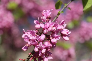 Fototapeta premium blossoms of Cercis siliquastrum (Judas tree) in spring