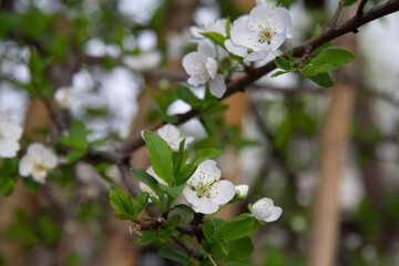 Fresh spring plum flowers on a branch with green leaves