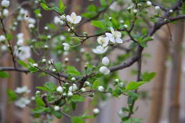 Blooming plum branch with white spring flowers on blurred background