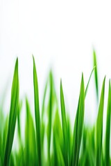 Fototapeta premium Fresh green grass close-up, vibrant nature background, spring growth, Earth Day inspiration, sustainable living, healthy ecosystem, gardening, natural beauty.