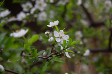 Fruitful branch of plum tree in blossom on soft bokeh background