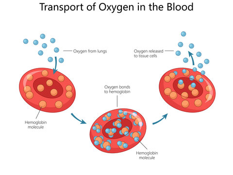 oxygen transport in the blood, showing red blood cells, hemoglobin molecules, oxygen uptake from lungs, and release to tissues diagram hand drawn raster illustration. Medical science educational