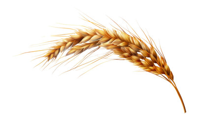 an ear of wheat isolated on white background