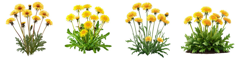 Four lush bunches of bright yellow dandelions  isolated with Transparent PNG
